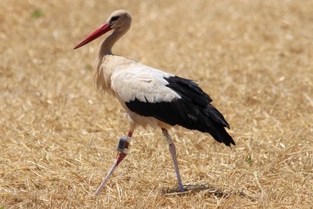 Programme De Baguage Cigogne Blanche Acrola Crbpo